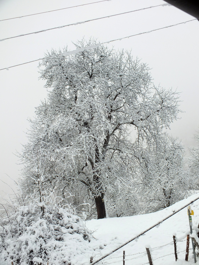 Winterbaum