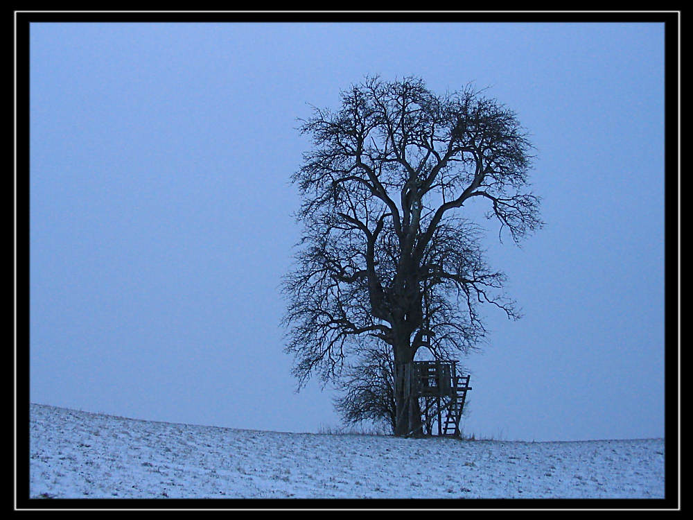 Winterbaum