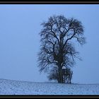 Winterbaum