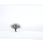 WinterBaum