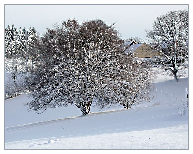 Winterbaum