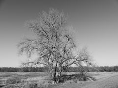 WinterBaum