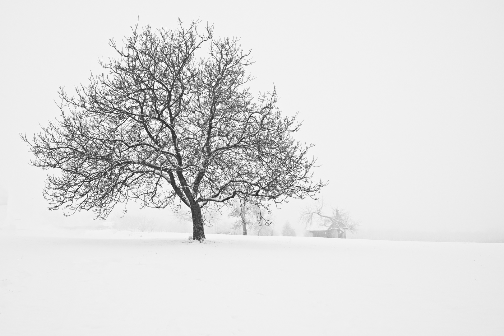 Winterbaum