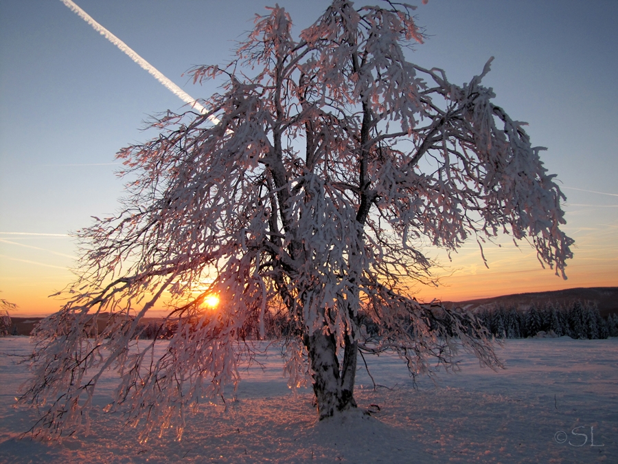 Winterbaum