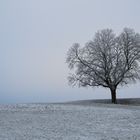 Winterbaum