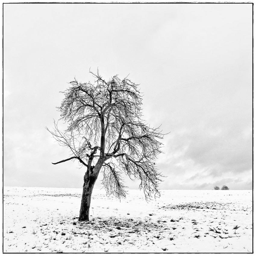 Winterbaum