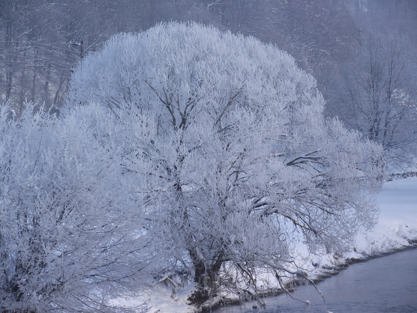 Winterbaum am Fluß