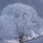 Winterbaum am Fluß