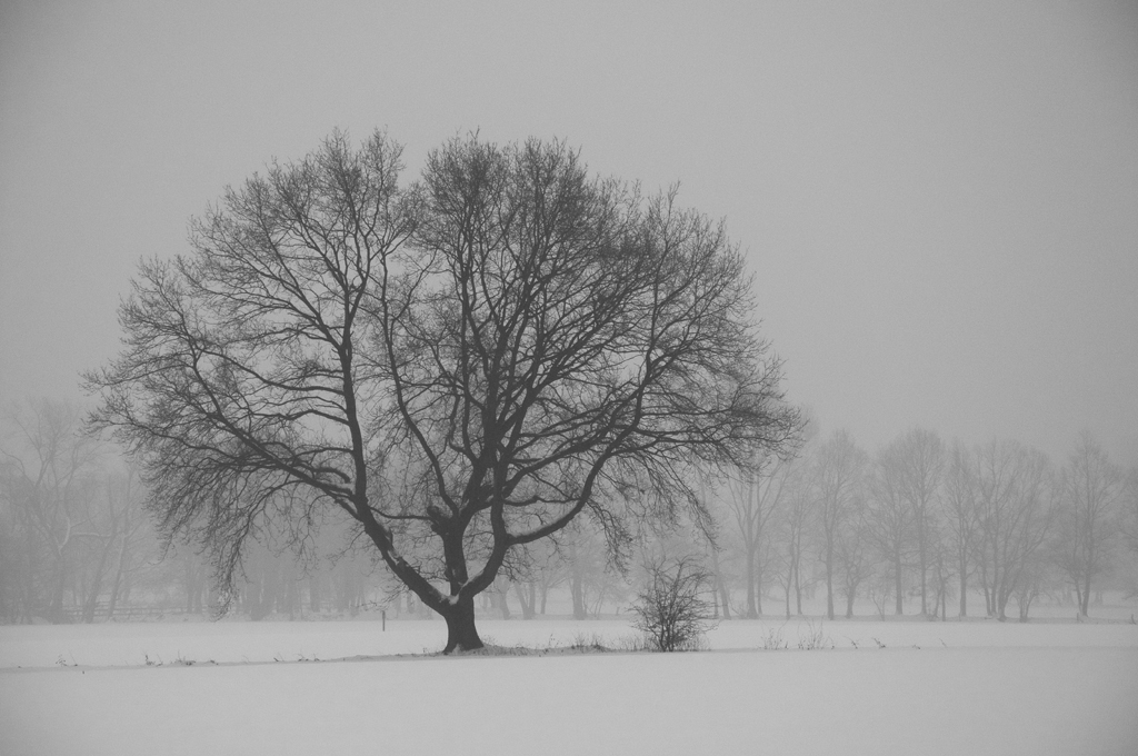 Winterbaum am Morgen