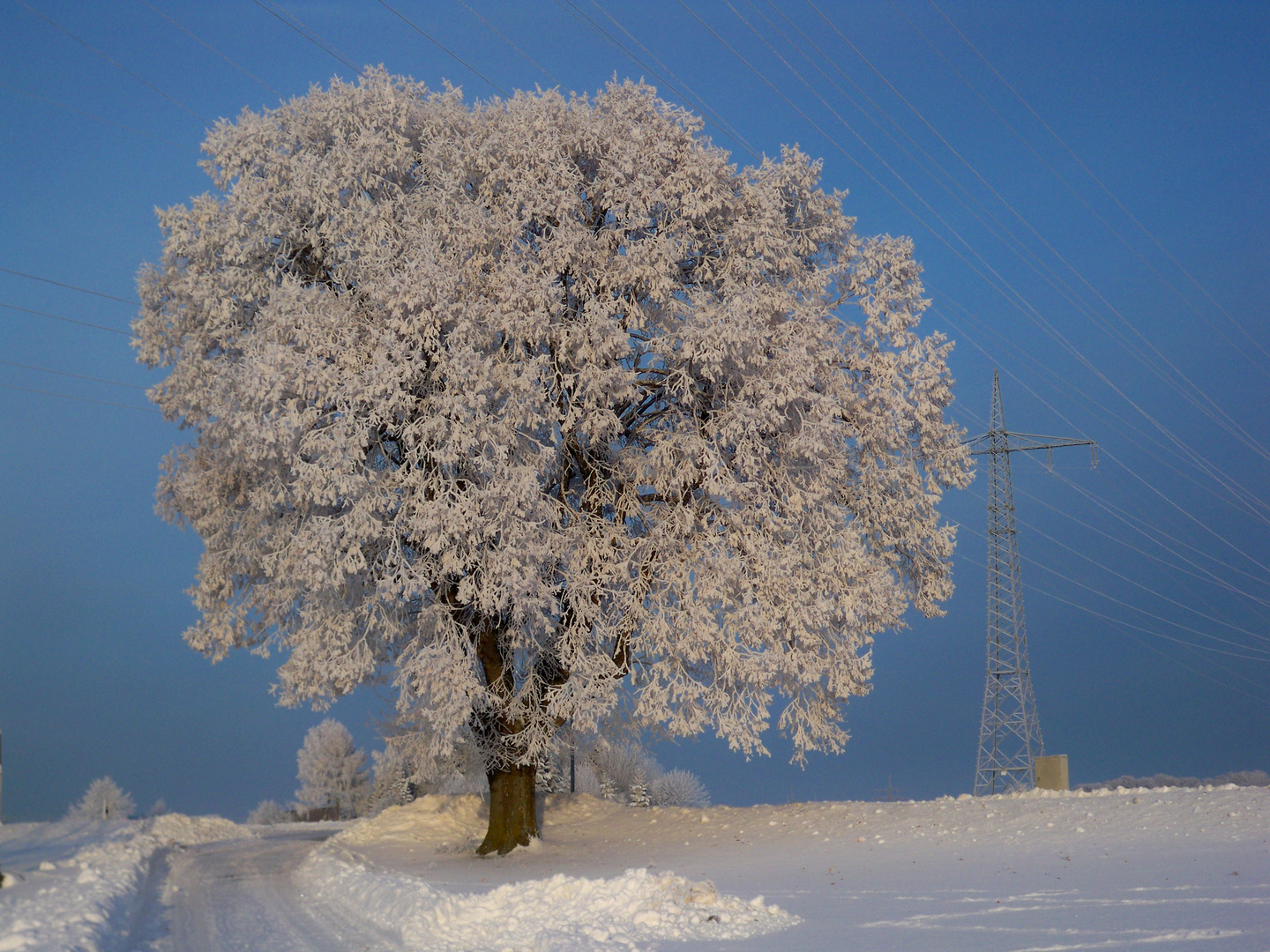 Winterbaum am morgen !