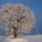 Winterbaum am morgen !