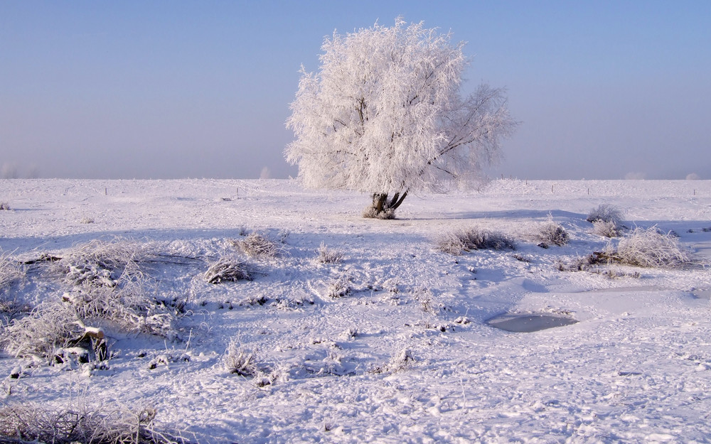 Winterbaum am Niederrhein