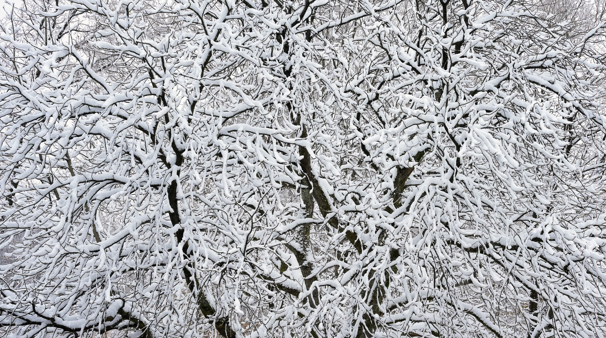 Winterbaum auf dem Lattenberg im Naturpark Arnsberger Wald