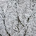 Winterbaum auf dem Lattenberg im Naturpark Arnsberger Wald