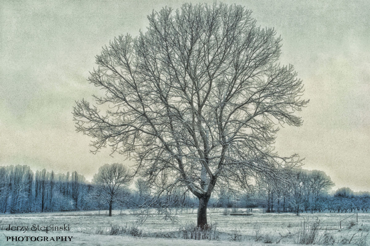 Winterbaum