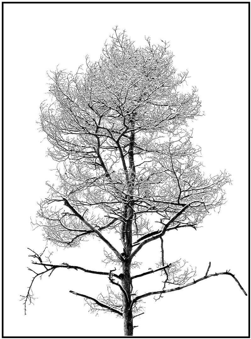 winterbaum
