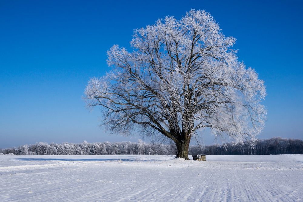 Winterbaum