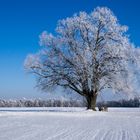 Winterbaum