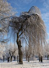 Winterbaum