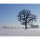 Winterbaum