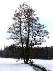 Winterbaum