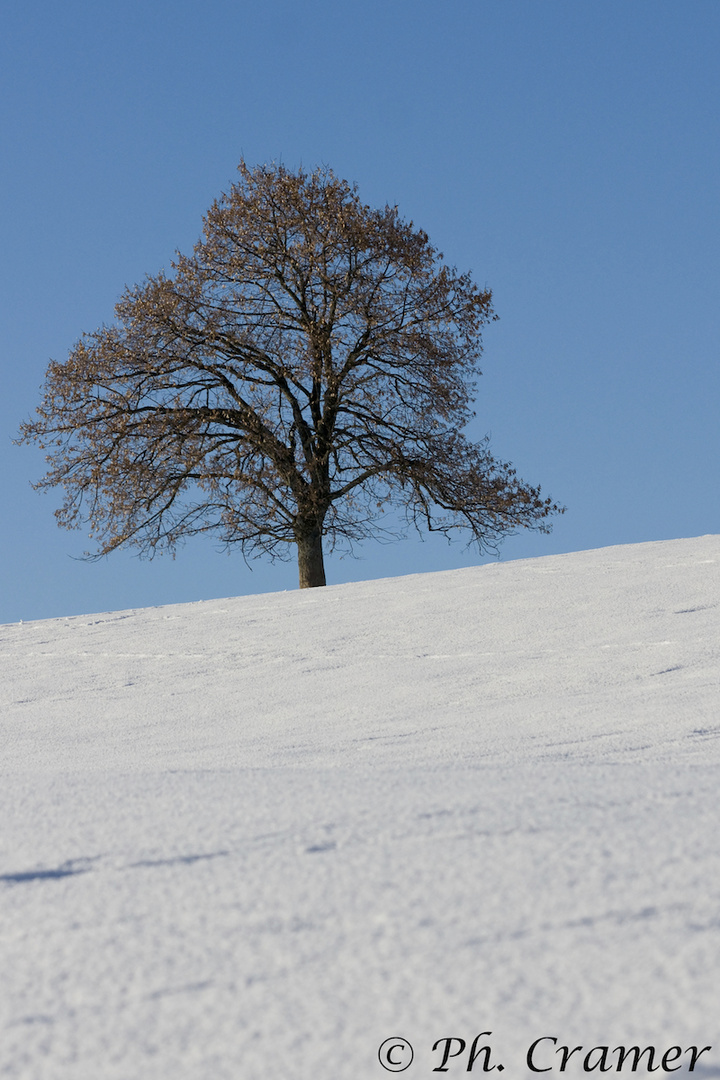 Winterbaum