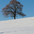 Winterbaum