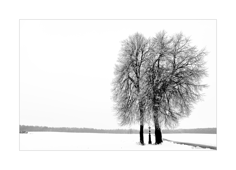 Winterbaum