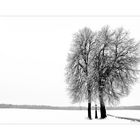 Winterbaum