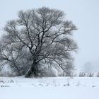 ***Winterbaum***