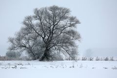 ***Winterbaum***