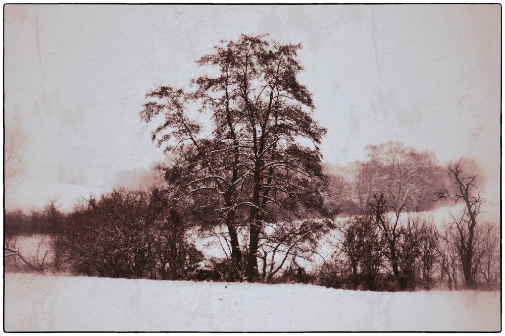 Winterbaum