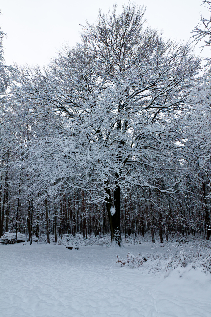 Winterbaum