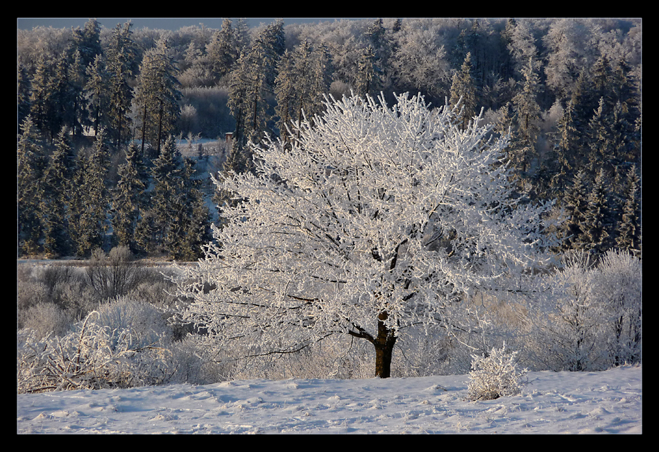 Winterbaum