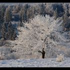 Winterbaum