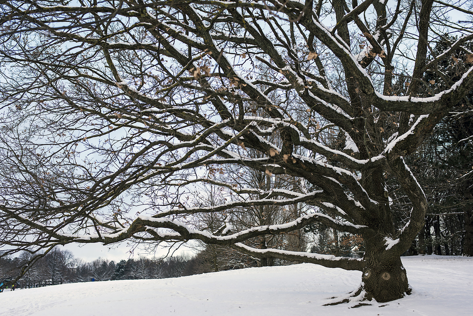 winterbaum