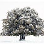winterbaum