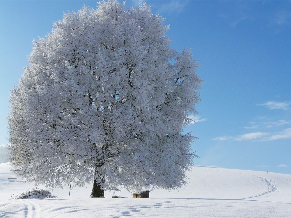 winterbaum