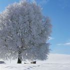 winterbaum