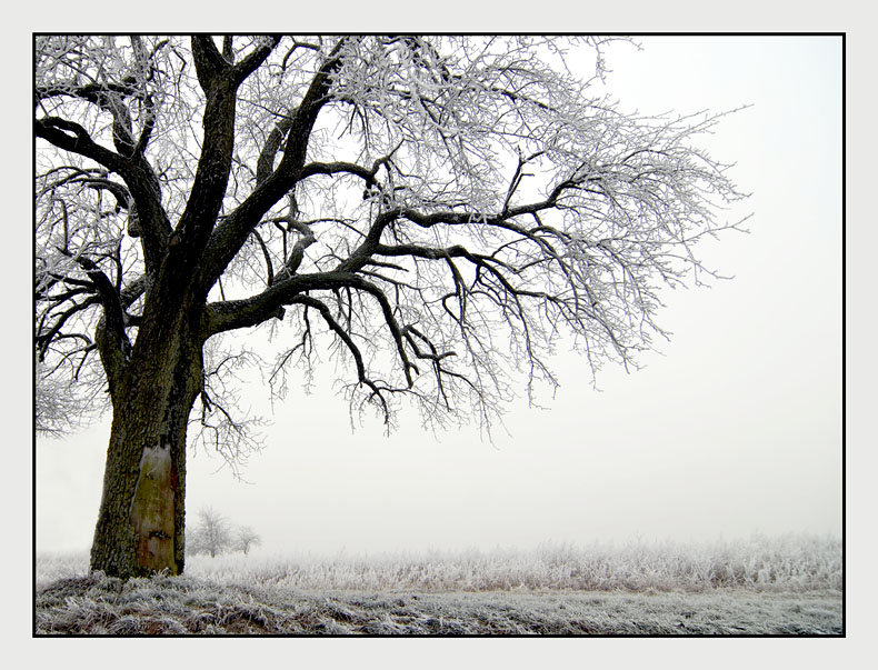 Winterbaum