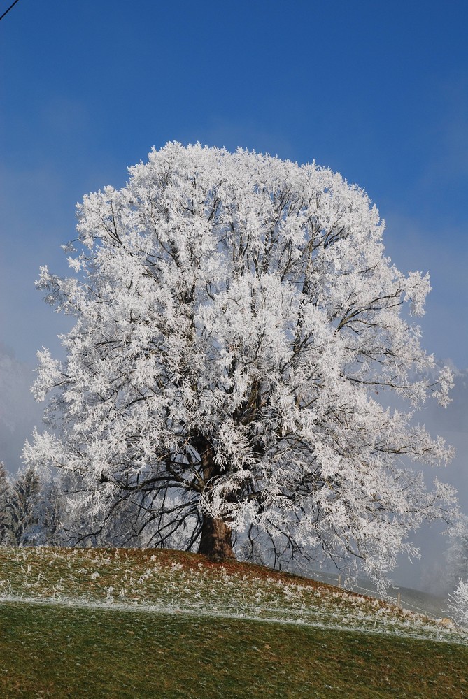 Winterbaum