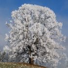 Winterbaum