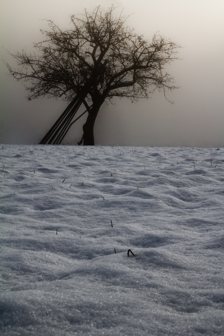 Winterbaum, der wohl vom Frühling träumt