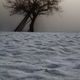 Winterbaum, der wohl vom Frhling trumt