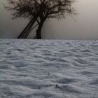 Winterbaum, der wohl vom Frühling träumt