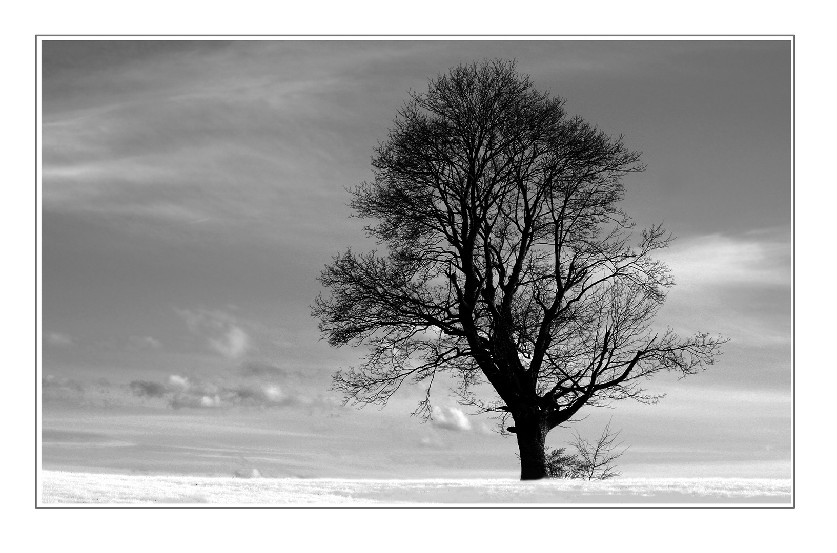 Winterbaum ...