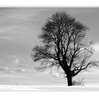 Winterbaum ...