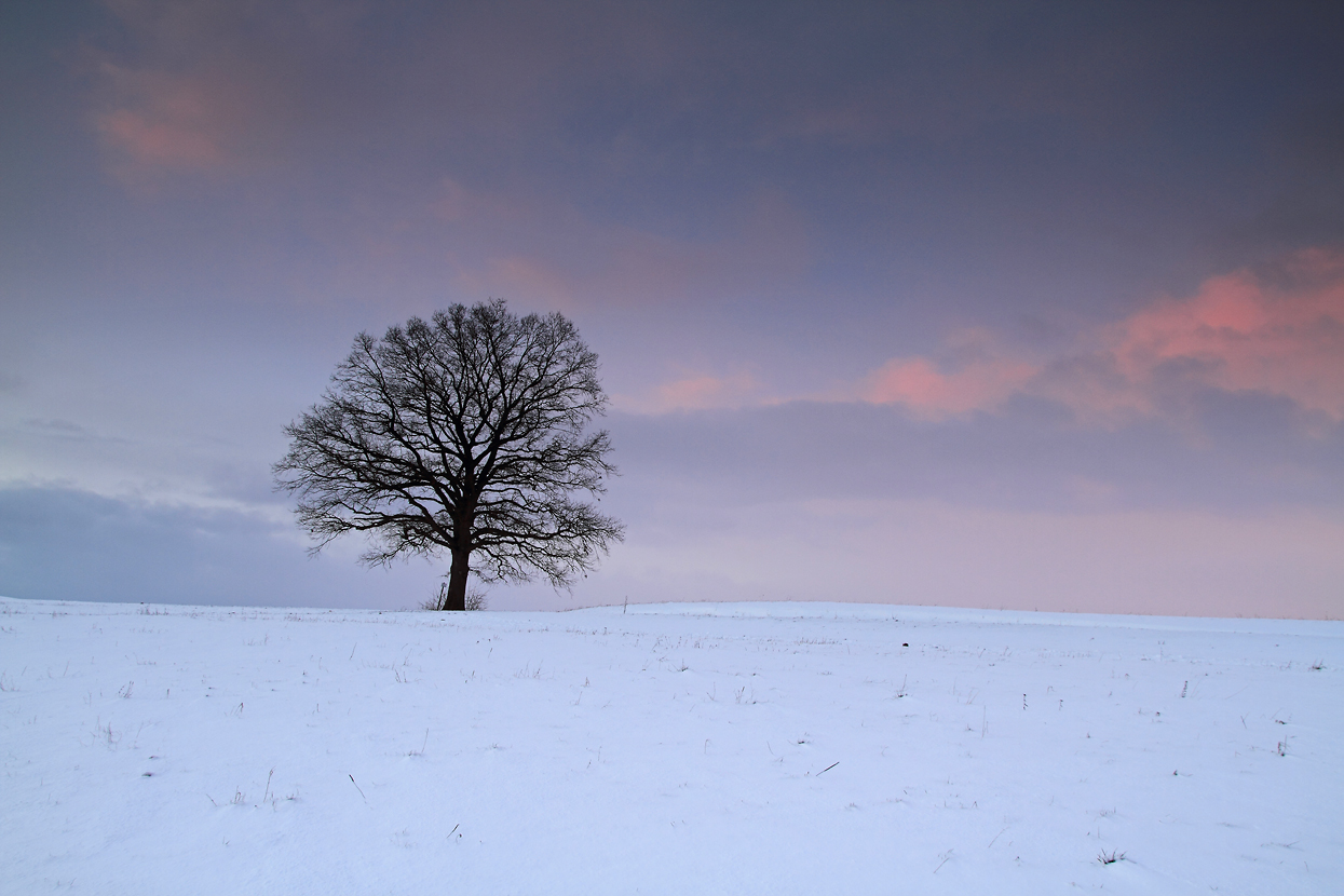 Winterbaum