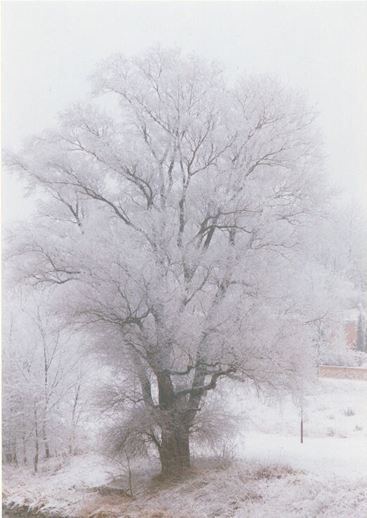 Winterbaum