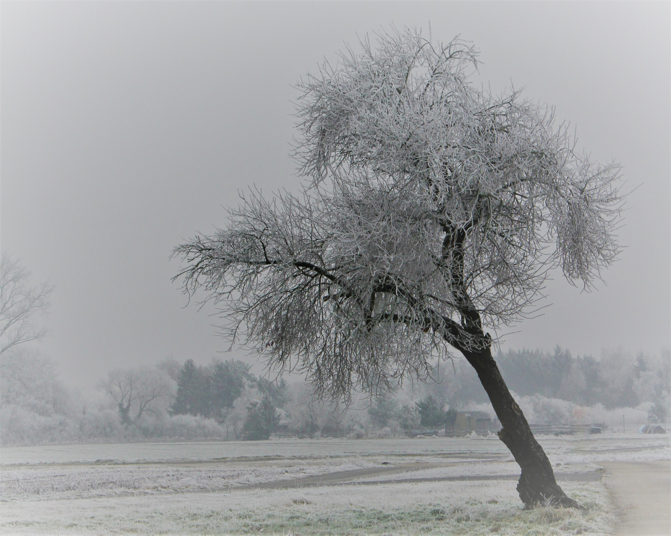 Winterbaum